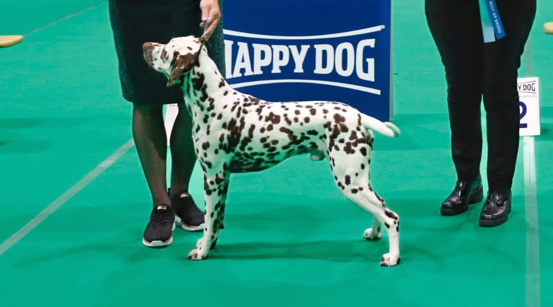 CAC/CACIB 54th INTERNATIONAL DOGSHOW MAASTRICHT 28-09-2025