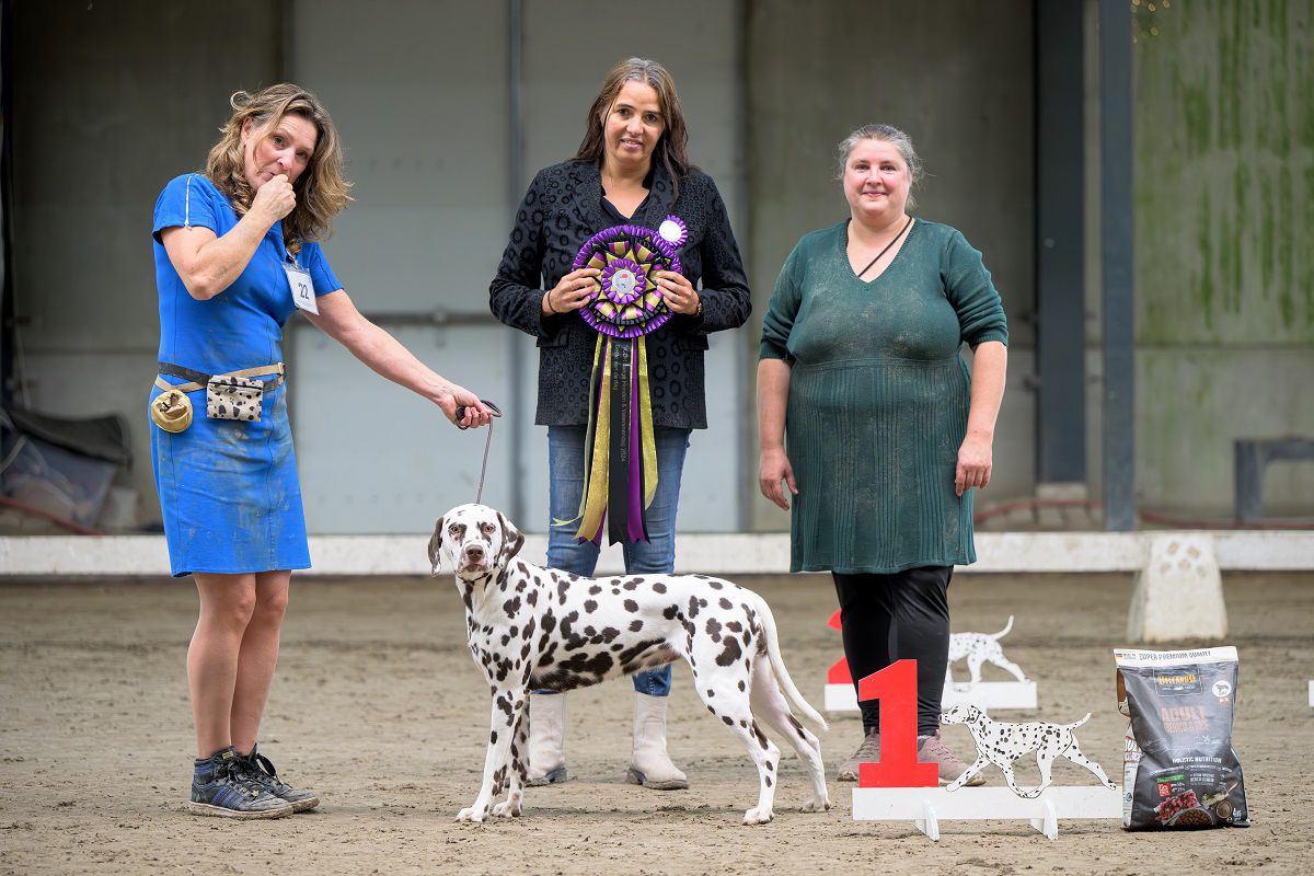 Jonge honden en veteranendag 19-10-2024